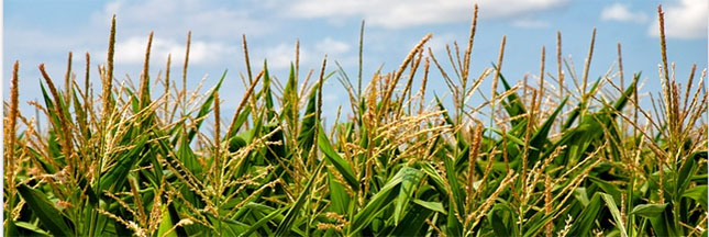 OGM : les mauvaises herbes font de la résistance