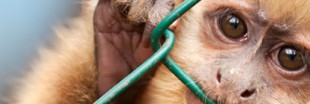 Tests sur les animaux (5) : Stop Vivisection
