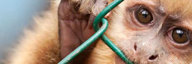 Tests sur les animaux (5) : Stop Vivisection