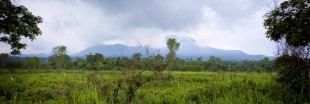 Extraction pétrolière dans le parc des Virunga : la lutte n'est pas finie