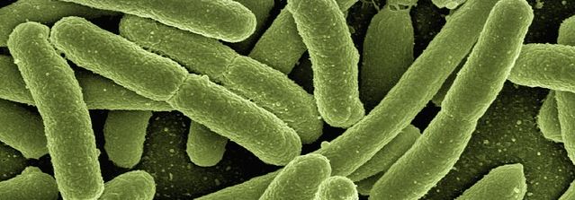 bacteries