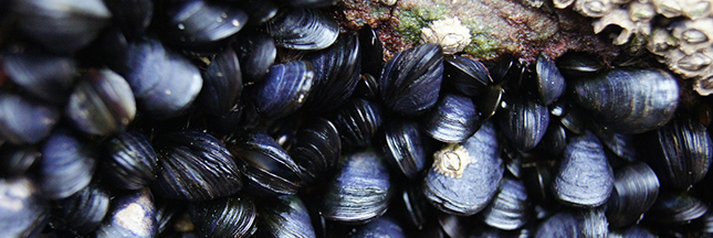 Moules : vous reprendrez bien un peu de plastique ?