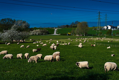 moutons-en-ville