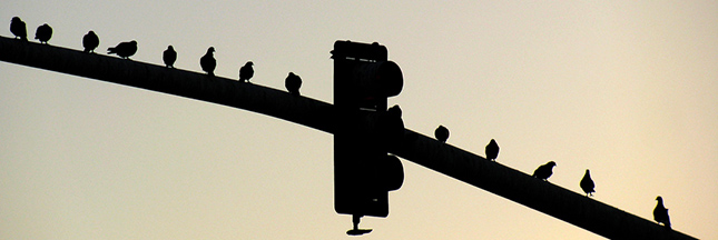 Oiseaux : ils respectent aussi les limites de vitesse