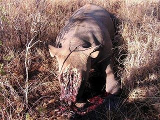 extinction-rhinoceros-sans-corne