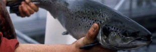Faut-il arrêter d'acheter du Saumon de Norvège ? Faut-il arrêter d'acheter du Saumon de Norvège ?