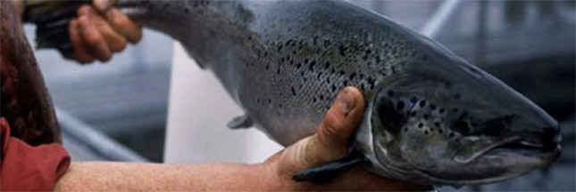 Omega-3 : des polluants dans votre poisson ?