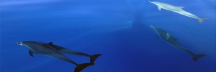 Une nouvelle espèce de dauphin découverte à La Réunion Une nouvelle espèce de dauphin découverte à La Réunion