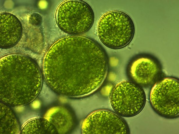 algues micro-algues