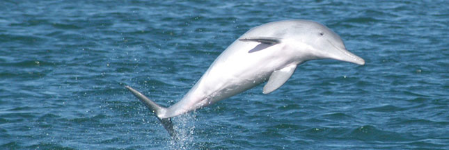 Une nouvelle espèce de dauphin découverte en Australie