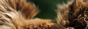 Animaux : une première interdiction de la fourrure aux Etats-Unis