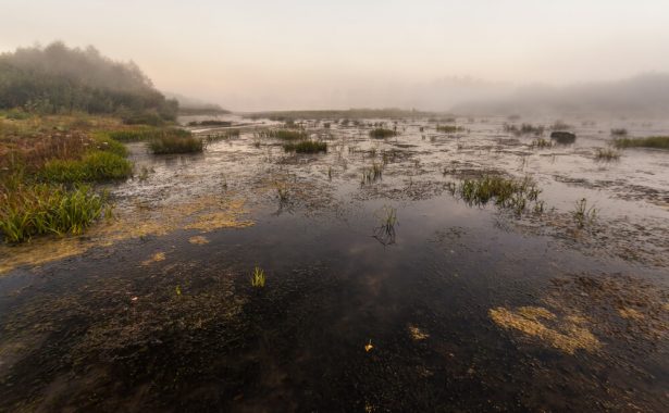 marais, zones humides