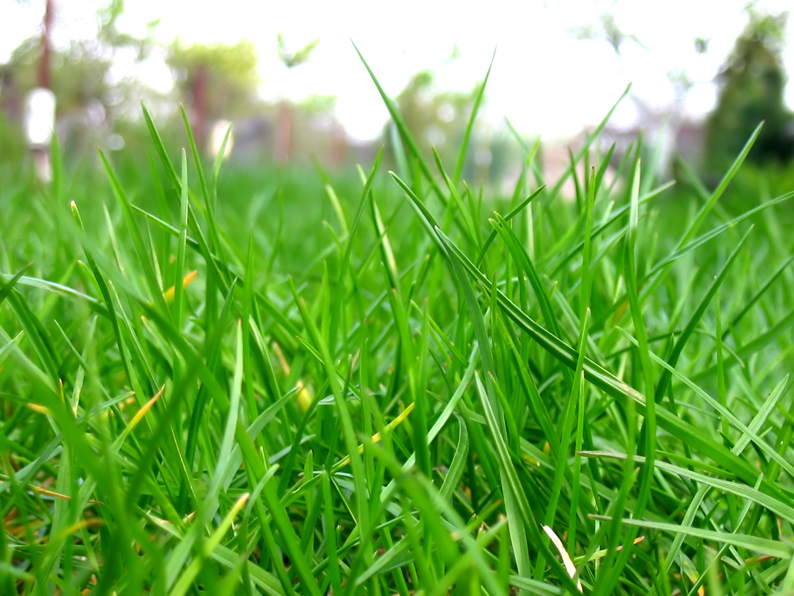 Картинка травы. Трава. Свежескошенная трава. Маленькая травка. Трава растет.