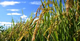 OGM interdits dans le monde : le vrai état des lieux en 2026 OGM interdits dans le monde : le vrai état des lieux en 2026