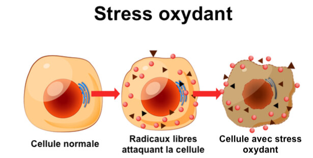 antioxydants définition