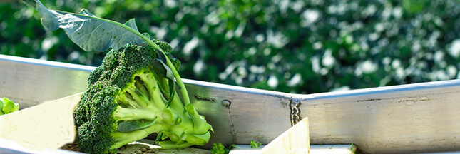 Brocoli Bienfaits Vitamines Offrez Vous Un Bouquet Sante