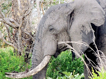 elephant-ivoire-tete-afrique