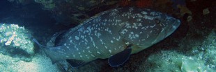 Guide des poissons : le mérou en danger