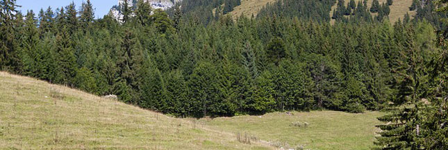 Replantez votre sapin de Noël avec Treezmas !