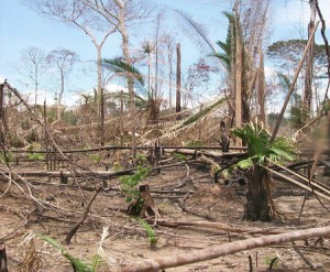 Déforestation Amazonie