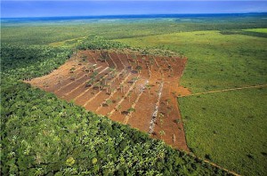 Déforestation forêt Amazonienne