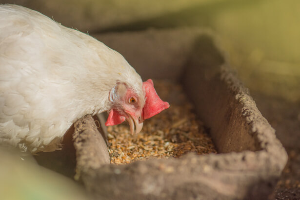 poulet label rouge ou volaille de licques ou de bresse