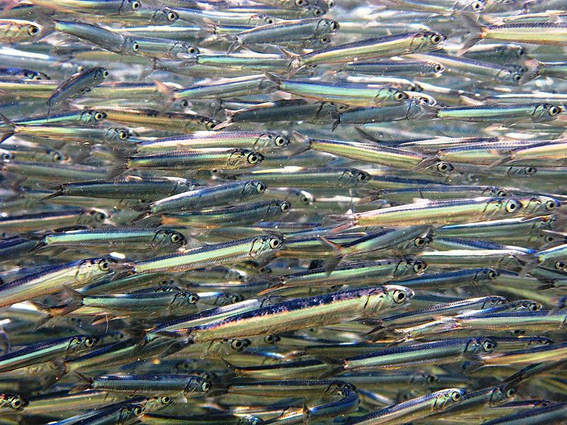 anchois-poissons