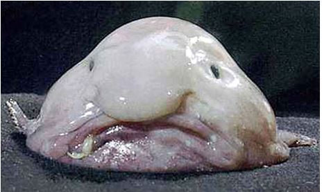 blobfish animal le plus laid