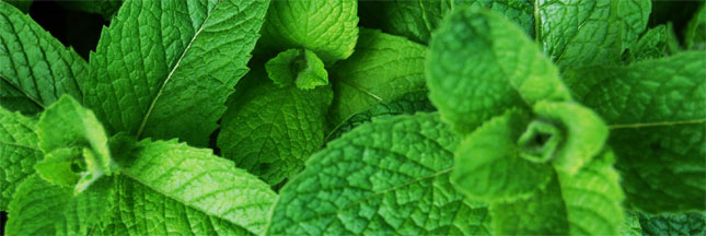 maux de tête -soigner-migraine-sinusite-menthe