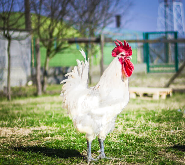 poulet label rouge ou volaille de licques ou de bresse