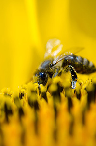 abeille-pollen-nature