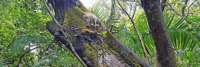 L’Amazonie, le coffre-fort de la biodiversité en danger ?