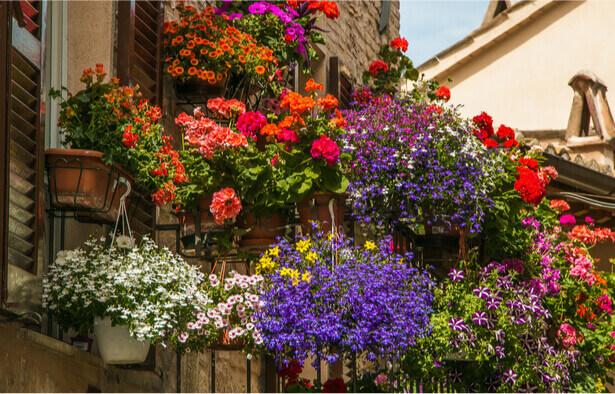 balcon biodiversité