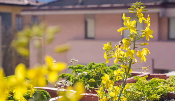 biodiversité balcon