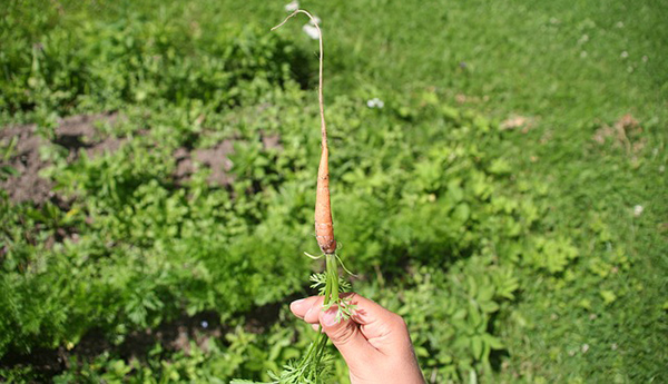 eclaircir-les-carottes-plants-jardin-potager-02