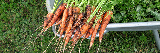 Jardinage – En mai, éclaircir les carottes