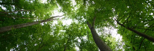 Les vieux arbres, alliés de l’environnement