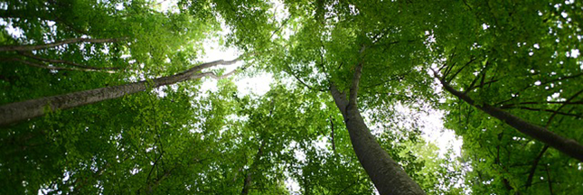 4 activités pour ce weekend en forêt avec vos enfants