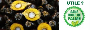 L'huile de palme : une controverse inutile ? L'huile de palme : une controverse inutile ?
