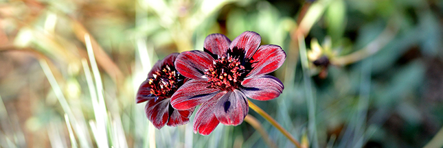 Les pesticides interdits pour les particuliers Les pesticides interdits pour les particuliers