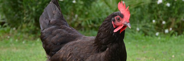 La poule noire, nouvelle arme contre le gaspillage ?