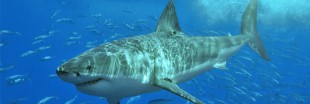 Sauvons les requins du massacre ! Sauvons les requins du massacre !