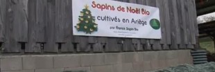 Le premier sapin BIO se recycle Le premier sapin BIO se recycle