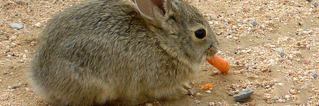 Pas besoin d'être un mini-lapin pour manger une mini-carotte (© CC - Pocketthis - Jessie Eastland)