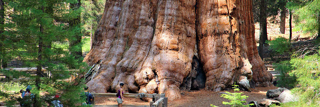 plus gros arbre du monde