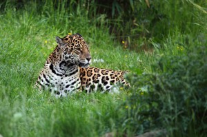 Habitat Jaguar