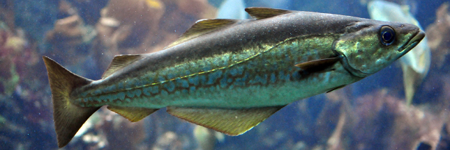 Guide poissons : le lieu jaune passe à l'orange Guide poissons : le lieu jaune passe à l'orange