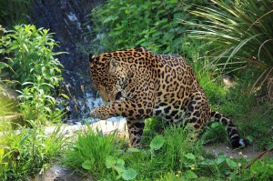 Préservation Jaguar