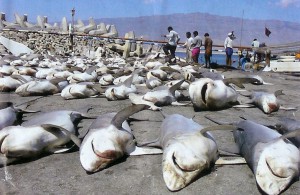 Requins décimés