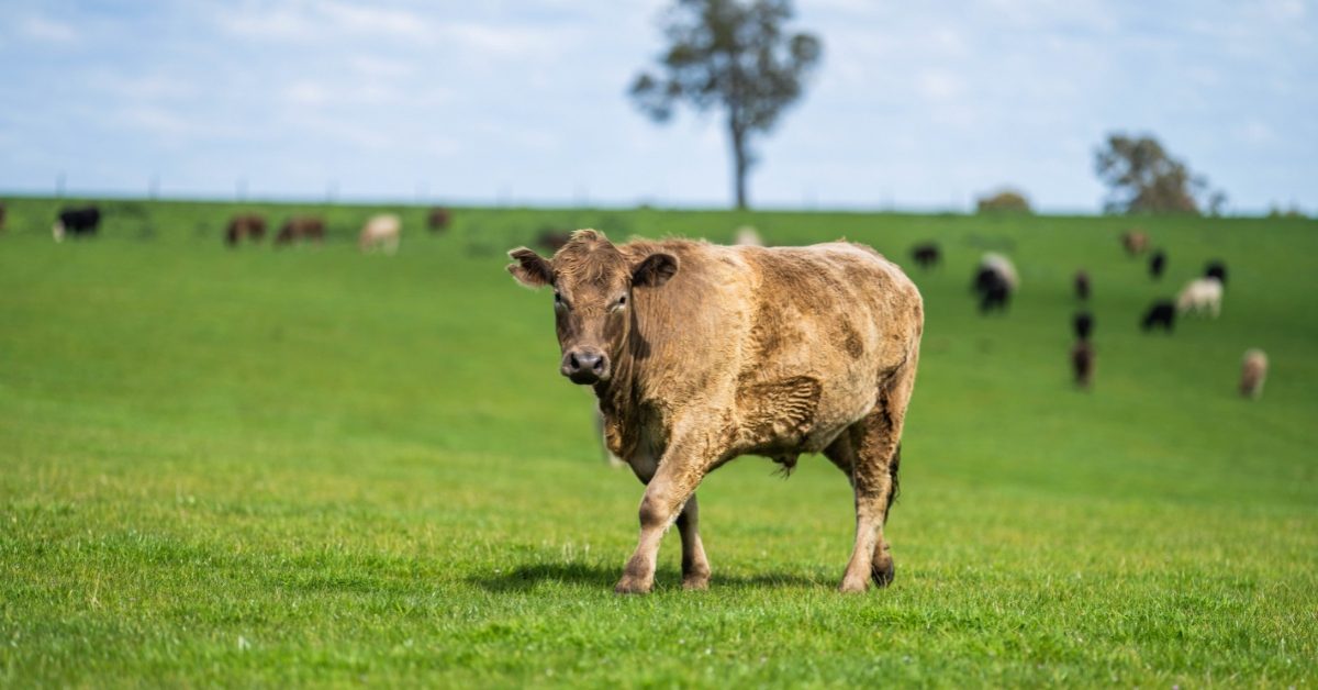 La viande bio peut-elle faire la différence ?